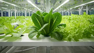 How Delhi Youth Automate Hydroponic Nutrient Feeds Via Smart