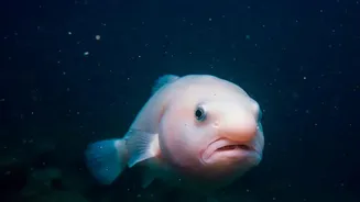 How Deep Sea Organisms Produce Unique Enzymes Adapted To Freezing Temperatures Pressure