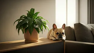 Urban Pet Homes Are Ditching Risky Greens