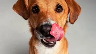 Dogs Can Follow Human Cues Even When Routines and Settings Differ