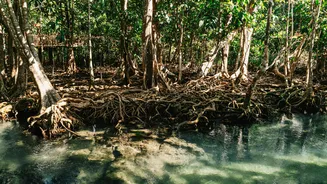 Sundarbans: India's mystical UNESCO site.