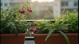 Wet Balcony Plants Need Morning Checks After Every Heavy Rain Spell