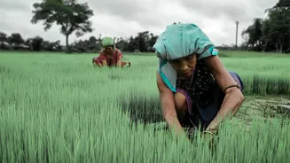 Experts Advocate for Enhanced Role of Women in Agriculture
