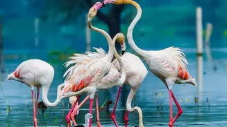 Why Connected Habitats Are Essential for Migratory Bird Survival