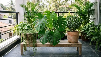 Why Seasonal Changes Matter For Indoor And Balcony Plants