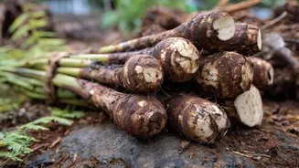 How to grow taro indoors