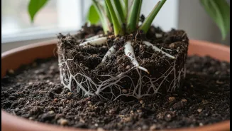 Root-Rot Warning Signs Often Begin In Soil Before Reaching The Leaves