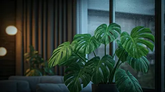 Indoor Plants Can Brighten Gloomy Monsoon Homes