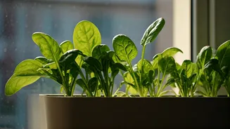 Low-Sunlight Flats Can Still Grow Leafy Greens