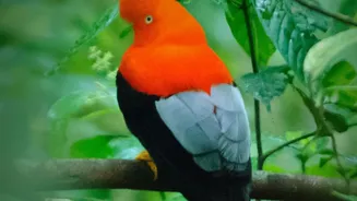 South Andaman's Rainforest Birding Trail Keeps Guide Quality Tied to the Current Update