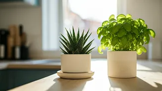 Aloe And Basil Are Winning Apartment Kitchen Spaces