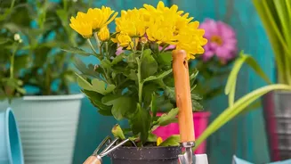 How To Plant Marigolds And Chrysanthemums In October For Vibrant Indian Festive Gardens