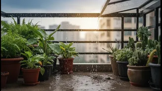 Covered And Exposed Balcony Pots Need Different Monsoon Watering Decisions