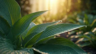 Banish Buzzing Invaders: 6 Natural Secrets to a Mosquito-Free Home