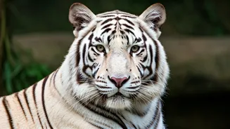 Sayajibaug Zoo Welcomes White Tigers After Decades
