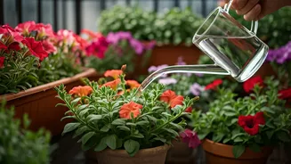 Balcony Gardeners Swear By Diluted Rice Water For Blooms