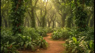 Slow-Travel Lovers Are Discovering Goa's Hidden Spice Plantations Beyond Busy Beaches