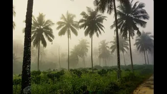 Kerala's Monsoon Onset Seen as Key to Predicting Rainfall Across India
