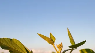 Scientists Turn Agricultural Waste Into Non Flammable Plant Derived Electrolytes For EVs