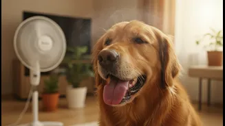 Indoor Pet Overheating in Humid Homes: A Timely Explainer on Cooling