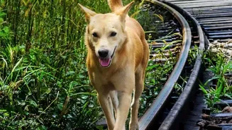 Rainy-Season Dog Walks Need Better Planning Than Many Owners Realise