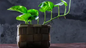 Why thoughtful eco hampers with potted plants offer better emotional value than plastic gifts