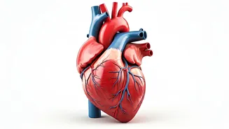 Heart Health: Simple Ways to a Stronger Heart