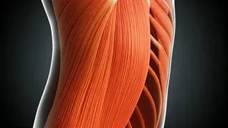 Beyond 30: Unveiling the Silent Muscle & Bone Loss Affecting Your Metabolism