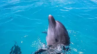 River Levels and Visibility Shape Every Dolphin-Watching Day in India