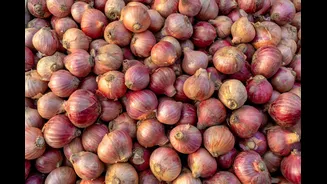 Unseasonal Rain and Geopolitical Tensions Devastate Maharashtra's Onion Farmers