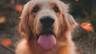 Monsoon Dog Care Guide: Prevent Painful Fungal Paw Infections With Simple Post Walk Care Habits