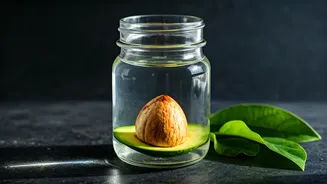 Unlock Lush Locks: The Power of Avocado Pit Water for Natural Hair Growth