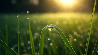 Unlock Your Well-being: The Transformative Power of Mindful Walking for a Healthier You