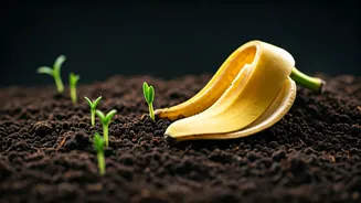 Unlock Your Garden's Potential: 6 Ingenious Ways to Repurpose Banana Peels
