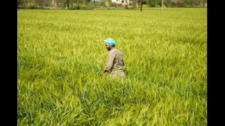 Miscreants Throw Chilli Powder In Madhya Pradesh Farmer's Eyes, Rob Rs 25 Lakh; Probe On