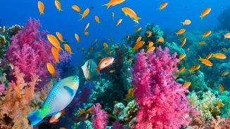 How Marine Scientists Breed Heat Resistant Corals To Protect Vulnerable Coastal Ecosystems Nationwide