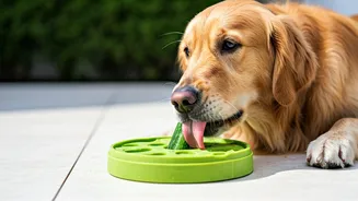 Conscientious Pet Parents Share Frozen Cucumber Dog Puzzle Treat Secrets
