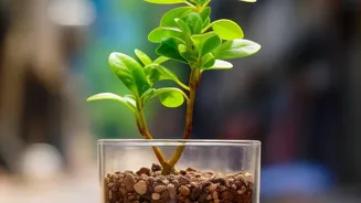 Growing Thai Chillies In Pots: Simple Potting Mix For Container Growth