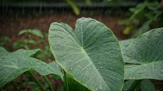 Rainy Season Gardening Just Got Easier