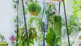 Keep Balcony Plants Healthy: Modular Rain Shields Block Excessive Monsoon Rainfall Damage
