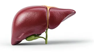 Unlocking Liver Health: Morning Habits for Vitality