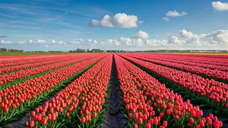 Escape the Crowds: Discover the Netherlands' Secret Tulip Fields