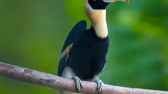 Nagaland Hornbill Festival: A cultural feast