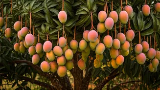 India's 'Mango Man': 348+ Varieties on a Single 125-Year-Old Tree!