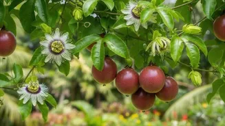 Grow your own passionfruit, here's how