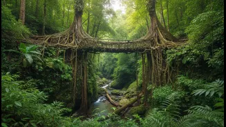 Why Ancient Root Weaving Customs Passed To Northeast Youth Build Climate Resilient Rural Infrastructures