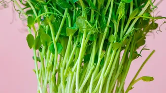 How To Harvest Nutrient-Rich Sunflower Micro-Greens Easily From Compact Indoor Windowsill Trays Today