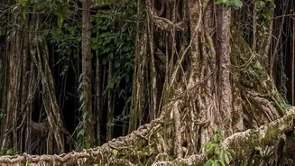 Discover Offbeat Autumn Getaways In Meghalaya Visiting Sohra Waterfalls And Ancient Living Root Bridges