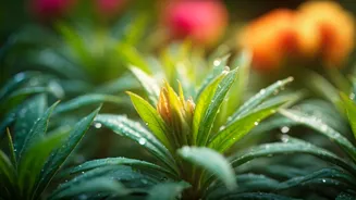 Flowering Plants Need Care Before Growth Explodes