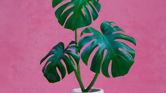 How Tropical Home Garden Plants Bring Colour And Greenery To Ordinary Home Spaces